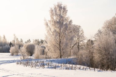 Karla kaplı ağaçlarla kaplı kış manzarası