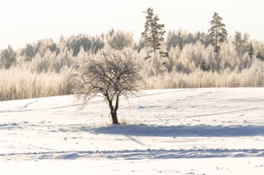 Kışın meşe ve orman
