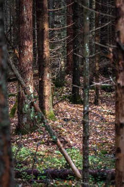 Düşmüş yaprakları olan gizemli orman.