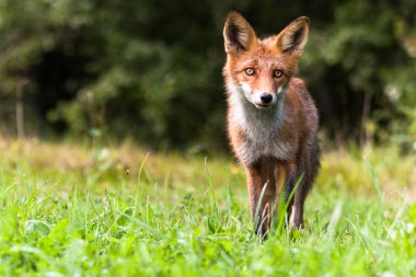 Güneşli ormanda kızıl tilki