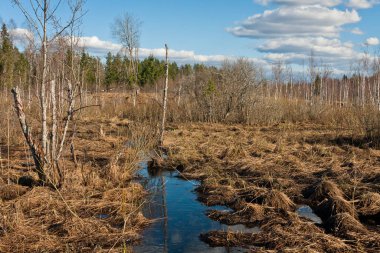 Nehir ve kışın orman manzarası