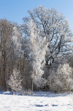 Güneşli bir günde güzel kış manzarası