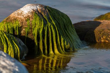 Taşlı ve yeşil yosunlu deniz kıyısı