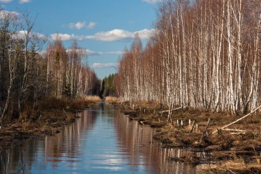 Nehir ve kışın orman manzarası