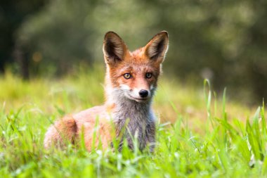 Güneşli ormanda kızıl tilki