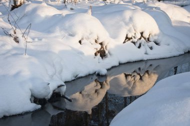 Kış mevsiminde karlı orman