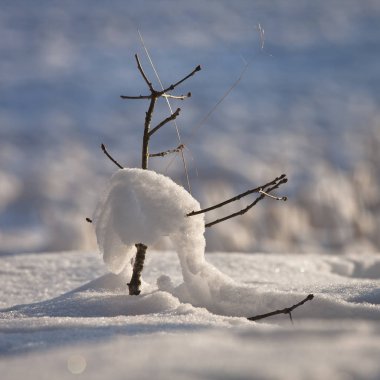 Kış mevsiminde karlı dallar