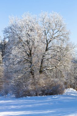 Kış, kış, kış, kış mevsimi, kış uykusuna yatar, yılın en soğuk mevsimi, Aralık 'tan Şubat' a kadar kuzey yarımkürede ve Haziran 'dan Ağustos' a kadar güney yarımkürede.