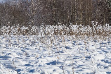 Kışın karlı saman küpleri