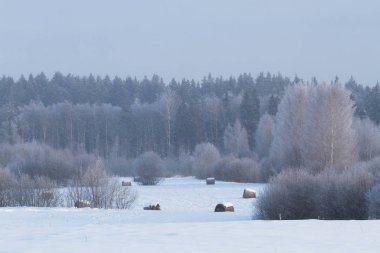 Karla kaplı ağaçlarla kaplı kış manzarası
