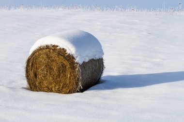 Kış mevsiminde karlı çayırlarda saman balyası 