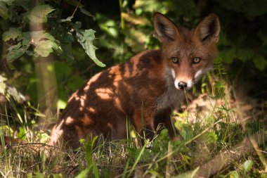 Güneşli ormanda kızıl tilki