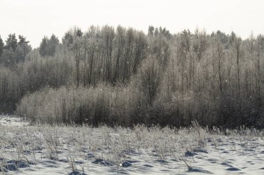 Kar ve ağaçlarla kaplı kış manzarası