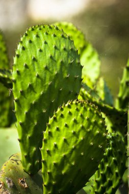 Yeşil kaktüs bitkisi.