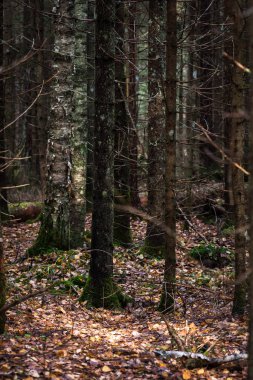 Düşmüş yaprakları olan gizemli orman.