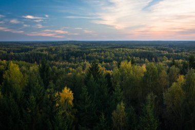 Güneşli bir günde güzel yeşil bir manzara