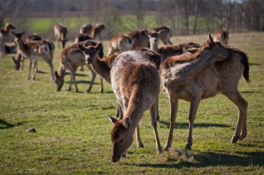 Vahşi geyik çayır üzerinde otlatma  