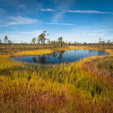 Kıyısı olan güzel bir nehir manzarası