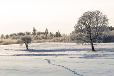 Karla kaplı ağaçlarla kaplı kış manzarası