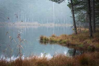 Sisli ormanda nehir kıyısı