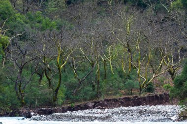 Ormanda yeşil ağaçlar.