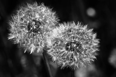 Koyu arkaplanda karahindiba çiçekleri