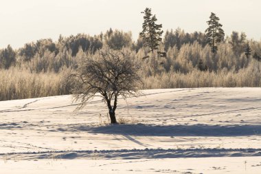Kışın güzel, soğuk bir manzara.