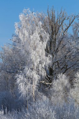 Kış manzarası. Yükselen güneş kış parkta. Kış sis sabahın erken saatlerinde açık havada