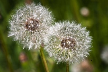 Beyaz karahindiba çiçek tarlası