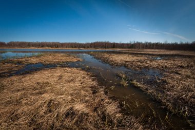 Nehir ve kışın orman manzarası