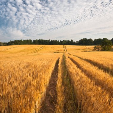 Arka planda orman olan güzel buğday tarlası