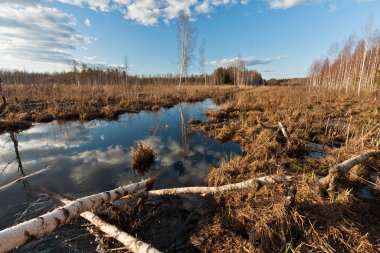 Nehir ve kışın orman manzarası