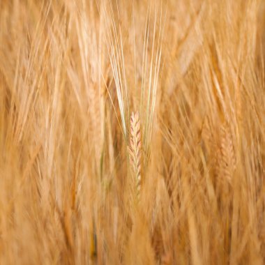 buğday alan yakın çekim 