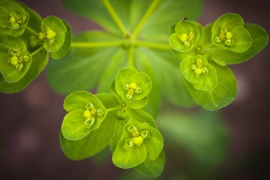 Yeşil yonca çiçekleri kapanıyor.