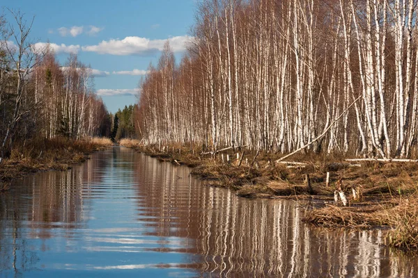 Nehir ve kışın orman manzarası