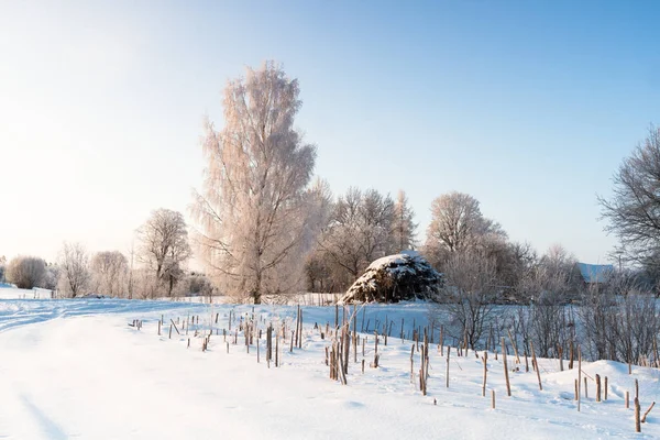 countryside winter landscape in clean winter day. latvia rural area