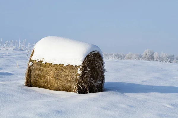 Ijzige Besneeuwde Winter Het Platteland — Stockfoto