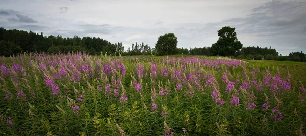 Çayırdaki pembe çiçek tarlası