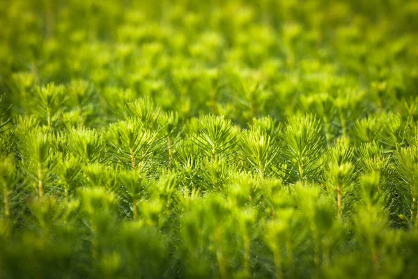 Mudas Verdes Árvores Estufa — Fotografia de Stock