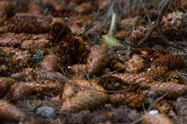 森の中の地面に落ちたコーン — ストック写真
