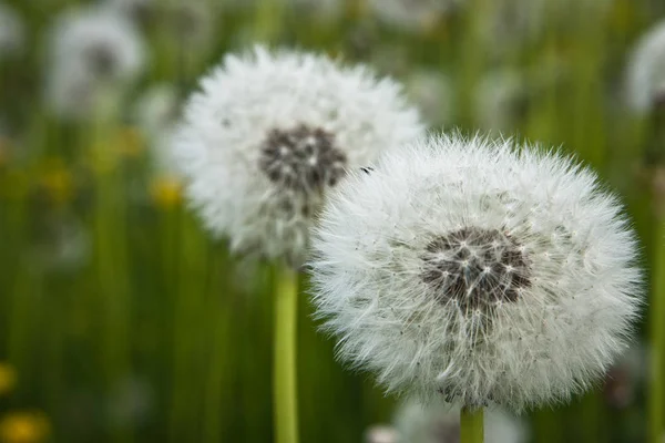 Vita Maskros Blommor Fält — Stockfoto