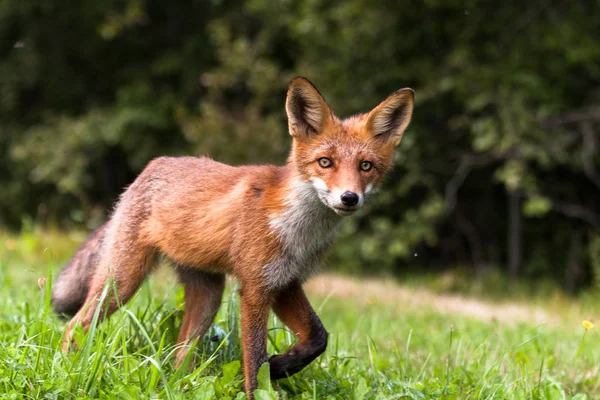 Güneşli ormanda kızıl tilki