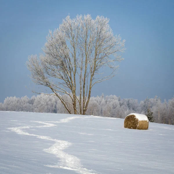 Hiver Givré Enneigé Campagne — Photo