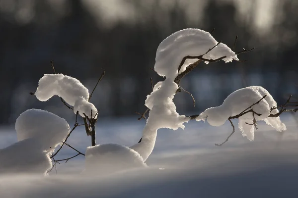 Ramas Con Nieve Temporada Invierno — Foto de Stock