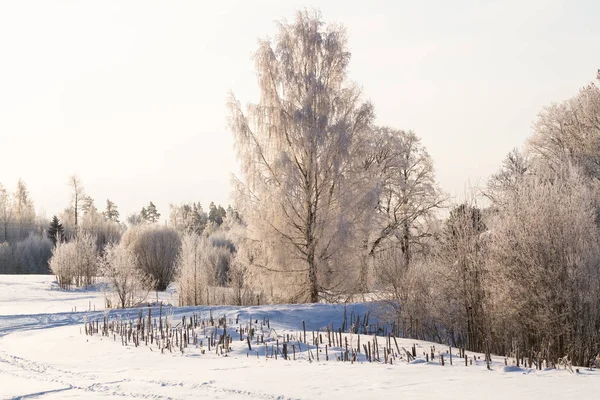 Karla kaplı ağaçlarla kaplı kış manzarası