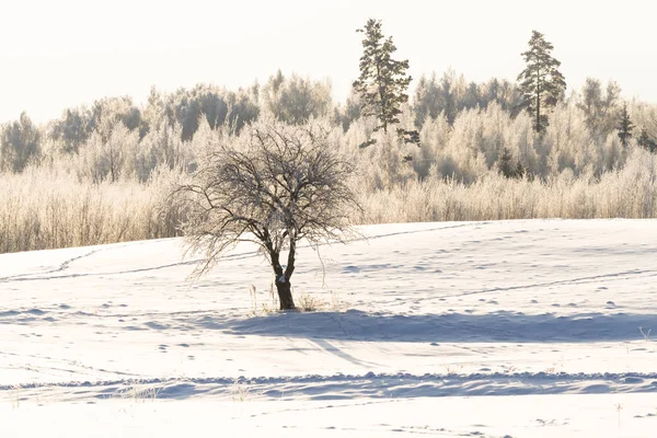 Kışın meşe ve orman