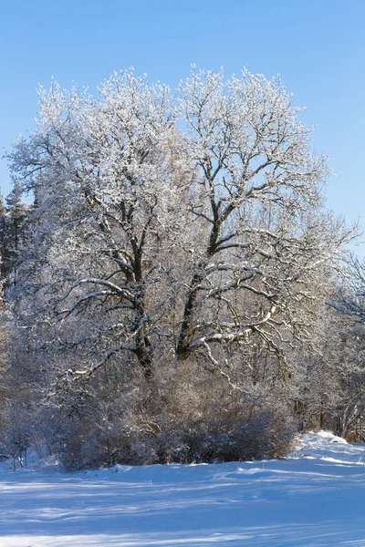 Karla kaplı ağaçlarla kaplı kış manzarası