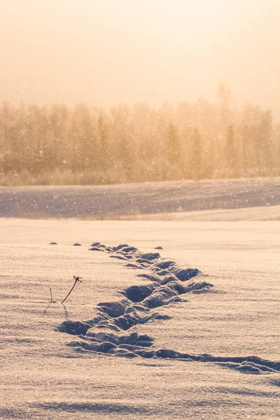 Paysage Hivernal Avec Neige Arbres — Photo