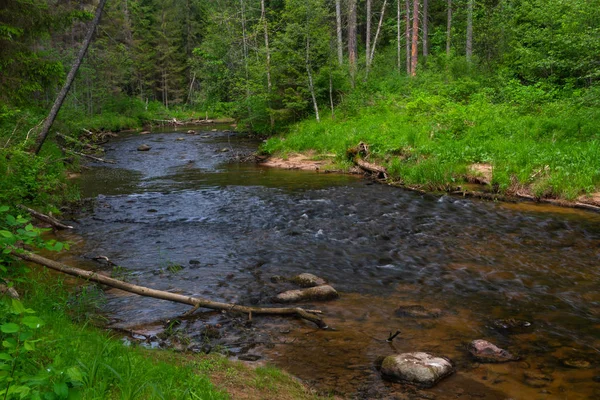 Река Зеленом Красивом Лесу — стоковое фото