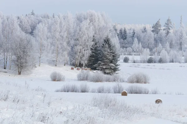 Inverno Gelado Nevado Campo — Fotografia de Stock